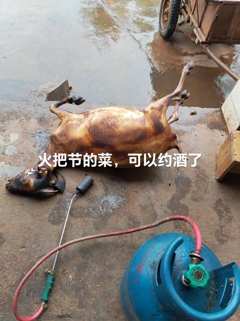 萨能黑山羊养殖技术有哪些要点？-图3