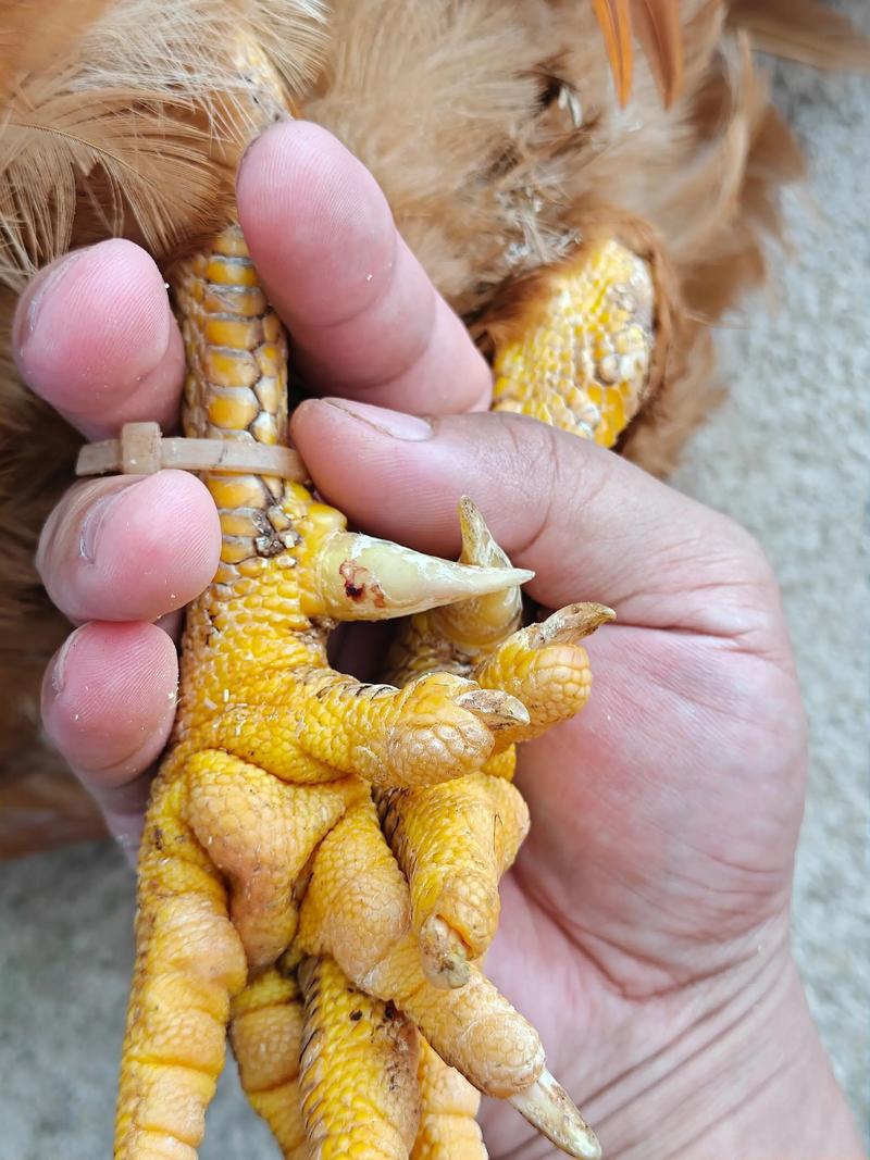 2025年土鸡价格会涨还是跌？-图3