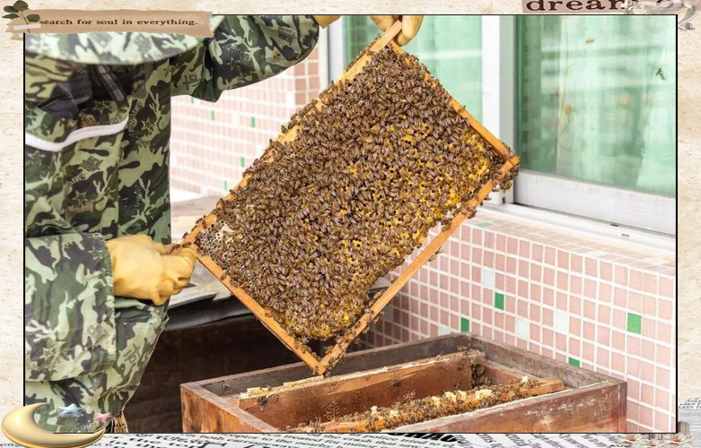 中蜂活框过箱技术视频怎么做？-图3