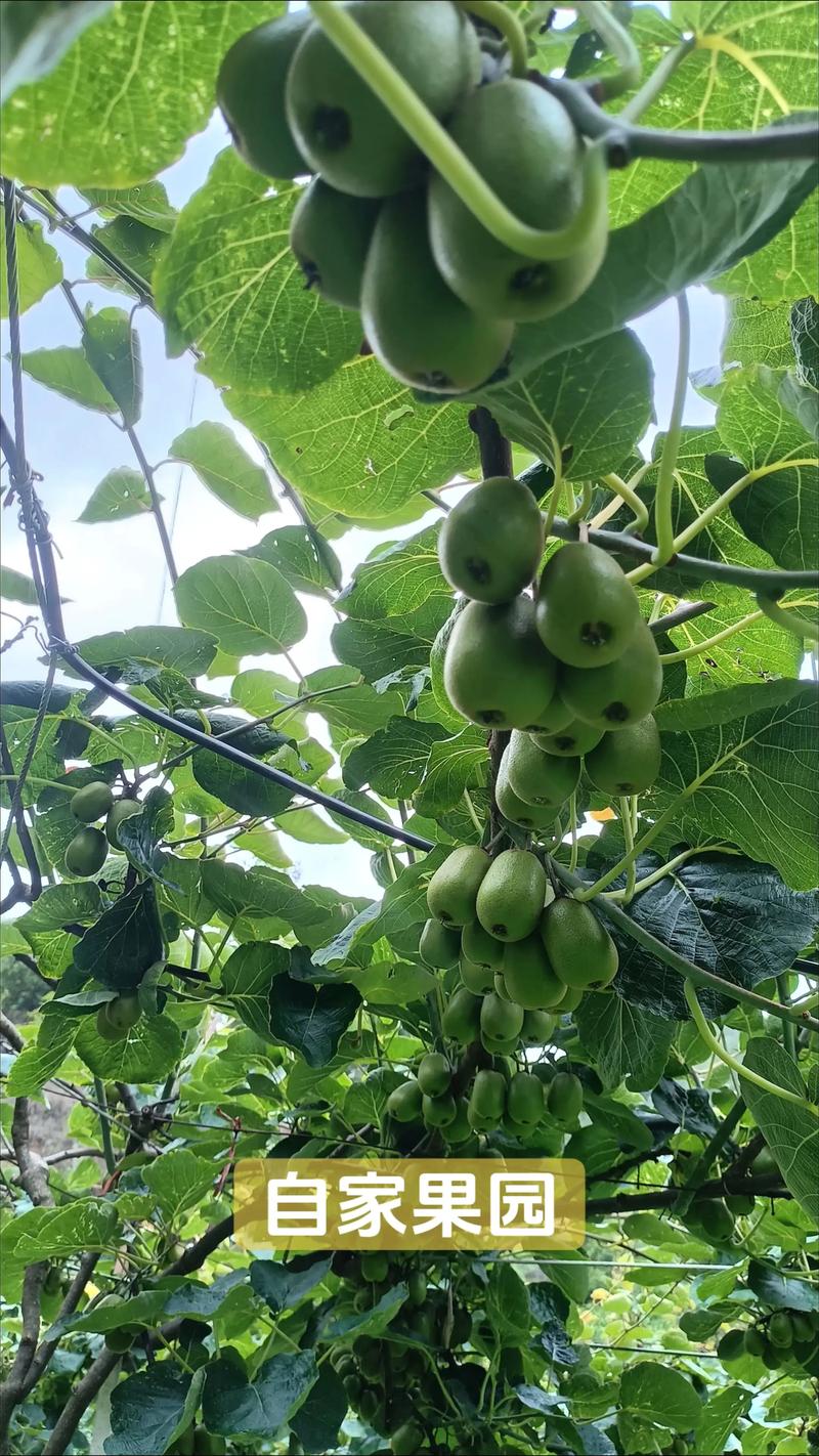 河北猕猴桃种植技术有哪些关键要点？-图2