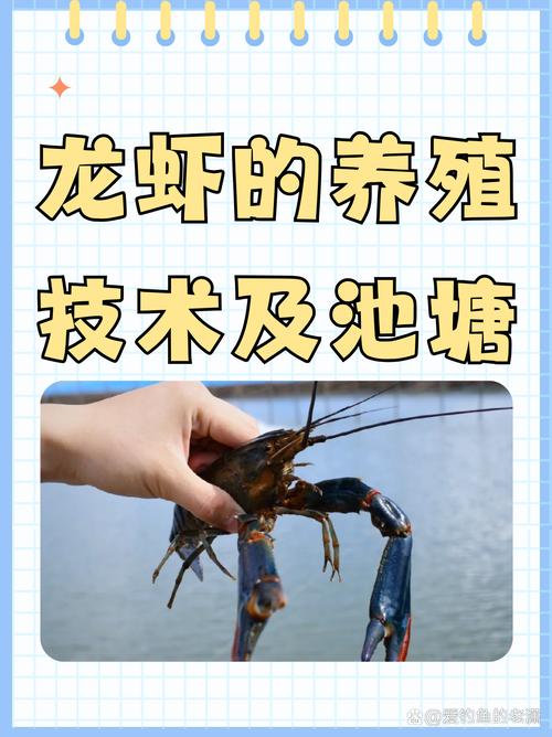 小龙虾高密度养殖如何提效益防病害？-图1