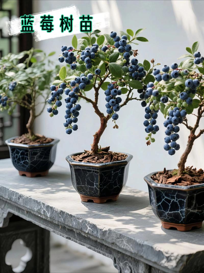 盆栽蓝莓选什么品种好？-图2