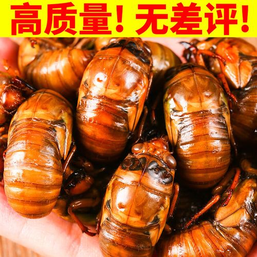 2025金蝉种苗价格多少钱一斤？-图2