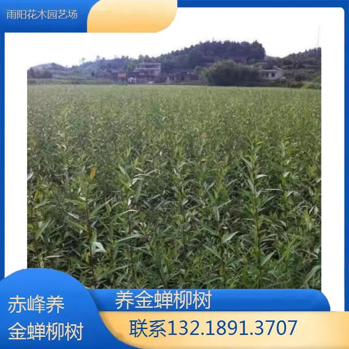 2025金蝉种苗价格多少钱一斤？-图3