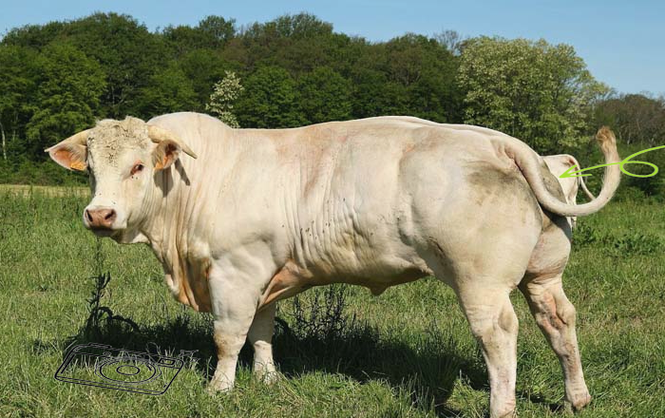 高档肉牛品种，哪种最优？-图2