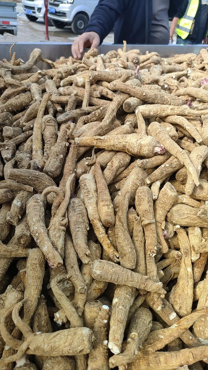 2025白芷价格会涨还是跌？-图1