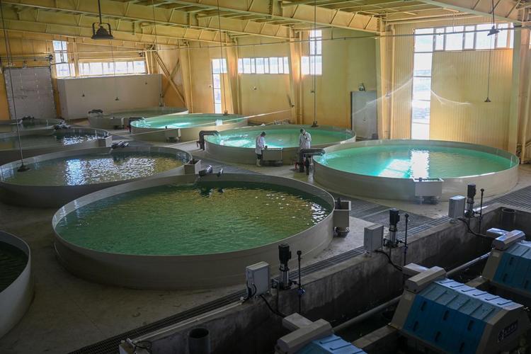 淡水鱼高密度养殖技术如何实现高效高产？-图1