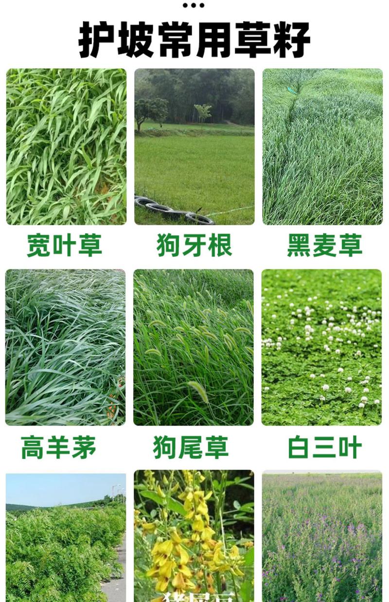 优质高产牧草品种有哪些？-图1