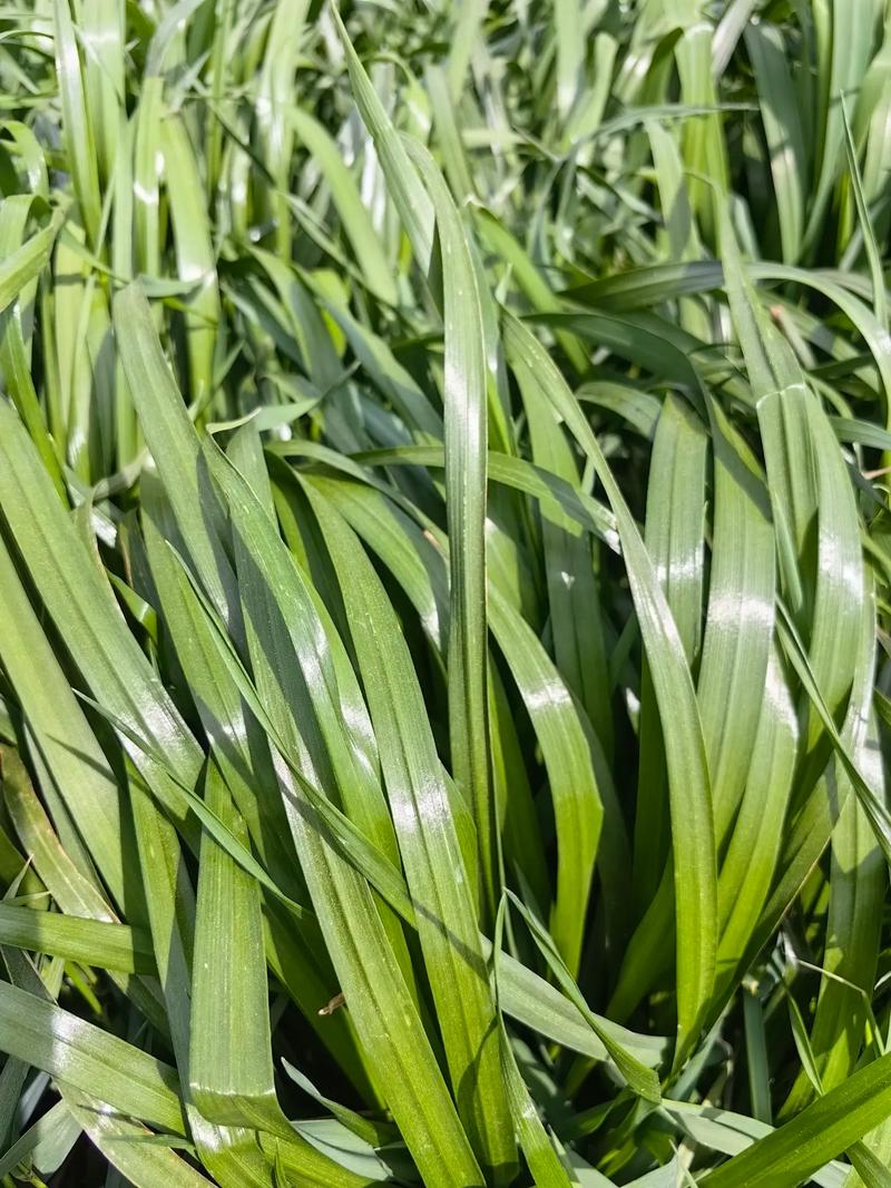 优质高产牧草品种有哪些？-图2