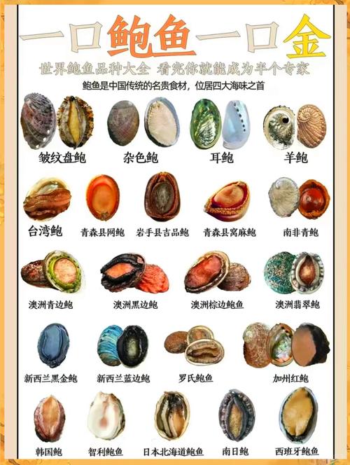 2025鲍鱼价格会涨还是跌？-图3