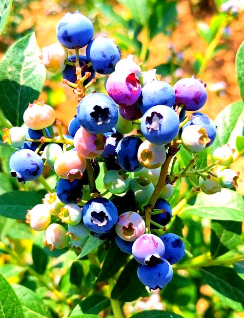 北方蓝莓品种怎么选？-图1