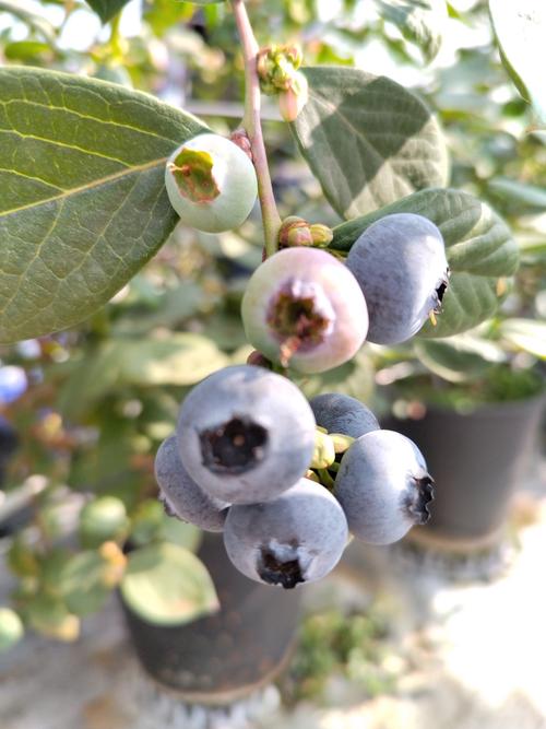 北方蓝莓品种怎么选？-图3