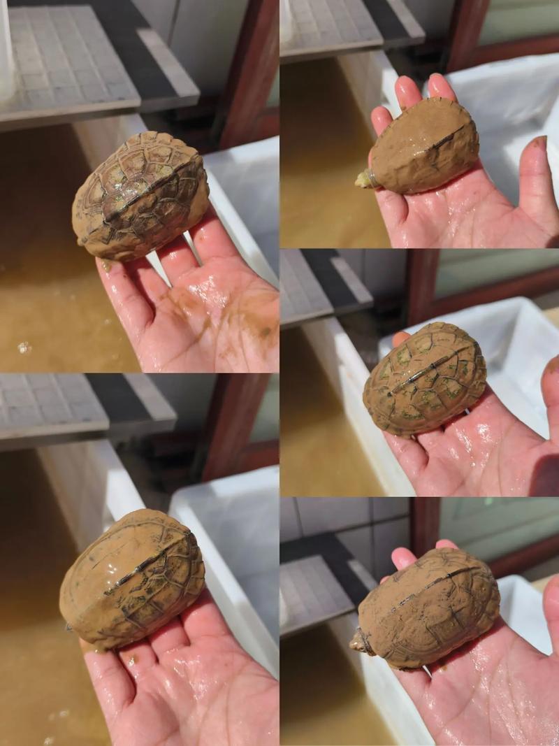 黄喉拟水龟养殖技术要点有哪些？-图2