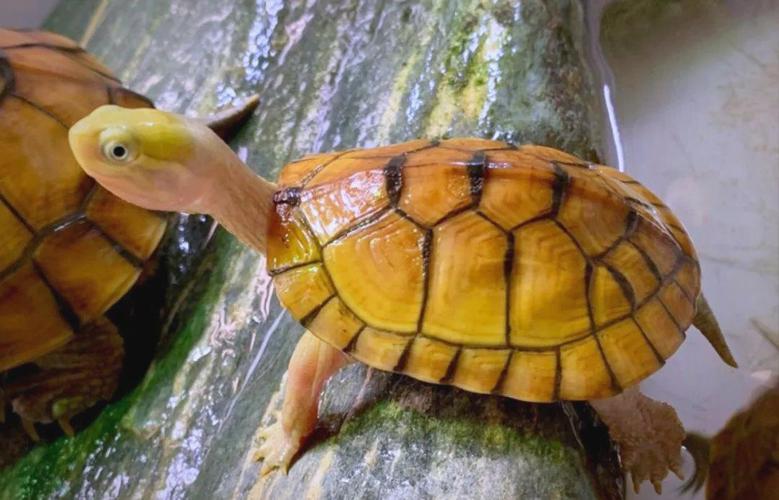 黄喉拟水龟养殖技术要点有哪些？-图3