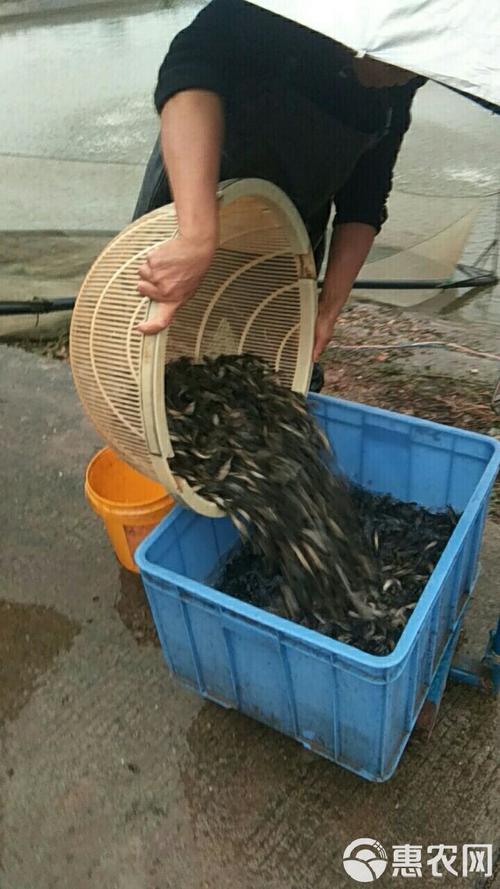 水泥池黄颡鱼养殖技术要点有哪些？-图3