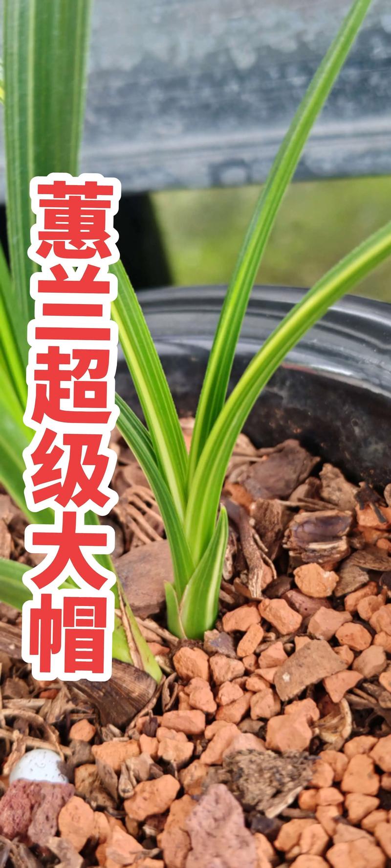 品种蕙兰图片大全，哪种最值得看？-图1