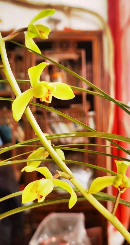 品种蕙兰图片大全，哪种最值得看？-图3