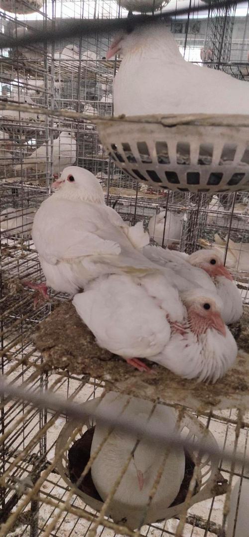 肉鸽品种中，哪个个子最大？-图3