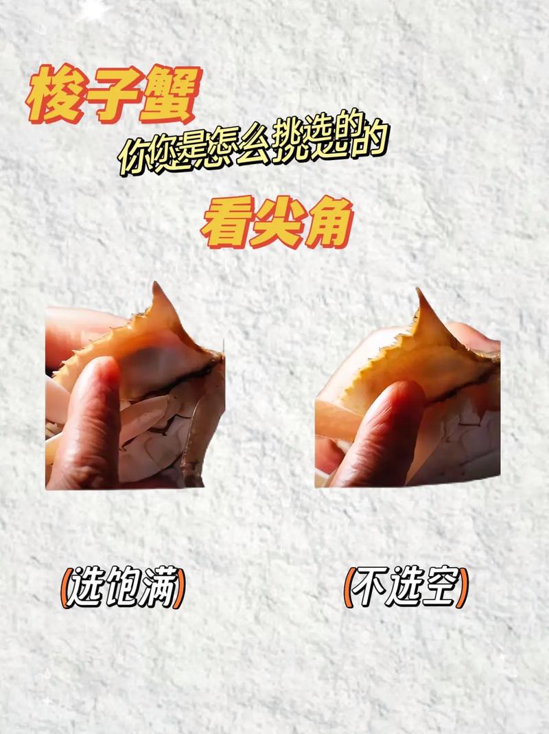 最新梭子蟹暂养技术有哪些要点？-图3