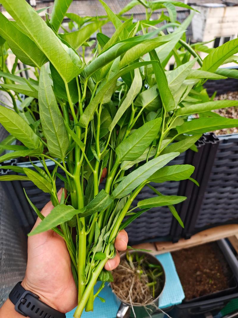 空心菜种植技术能致富？关键在哪？-图1