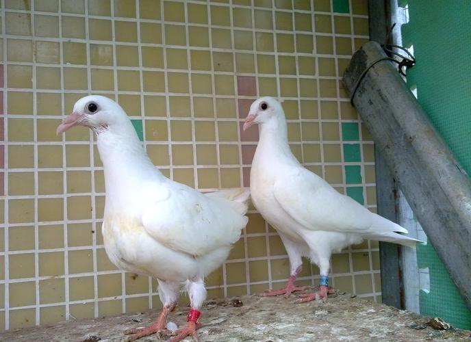 肉鸽繁殖速度最快的品种是哪个？-图1