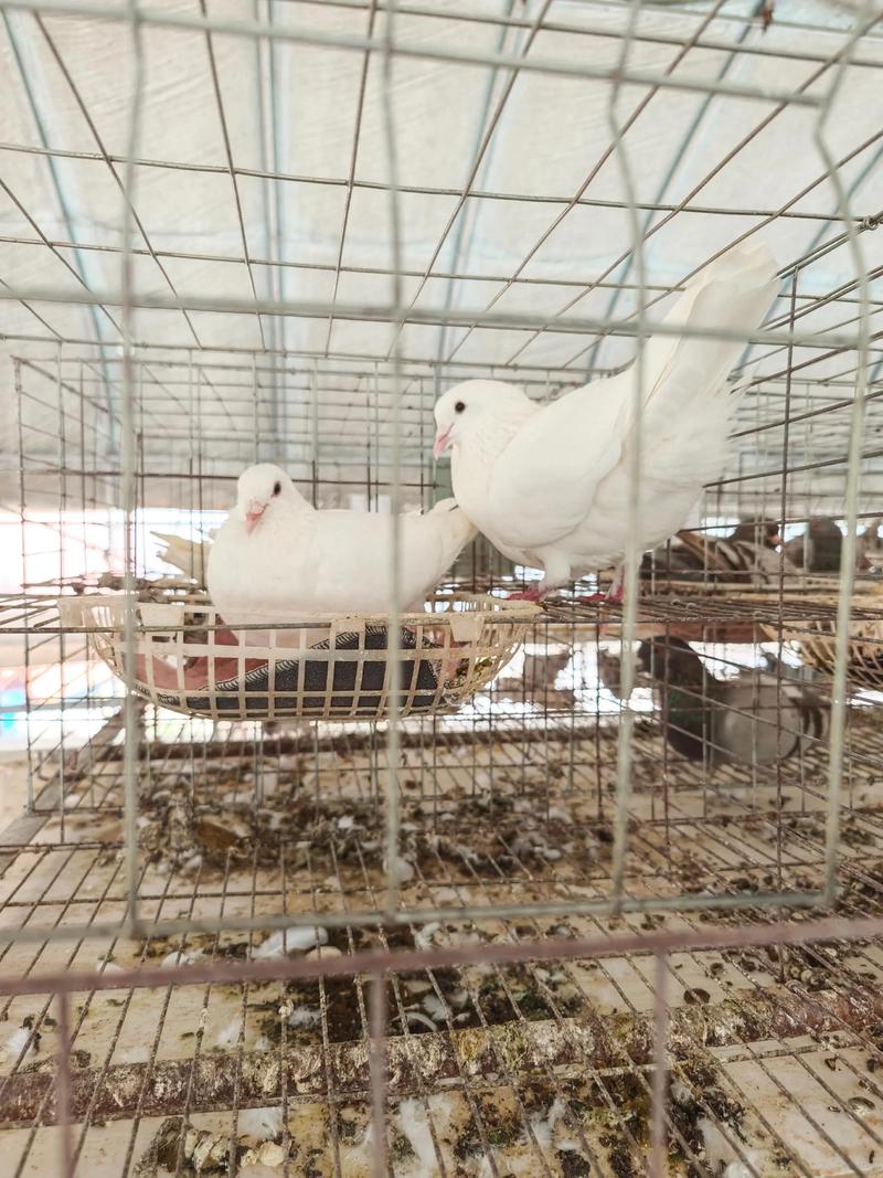 肉鸽繁殖速度最快的品种是哪个？-图3