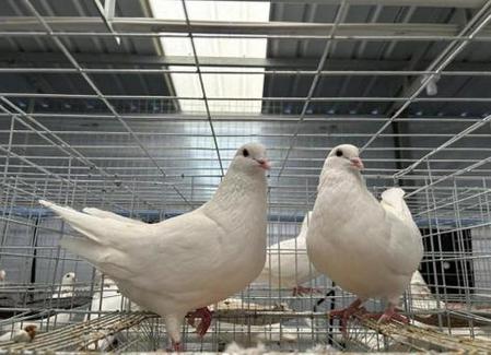 肉鸽繁殖速度最快的品种是哪个？-图2