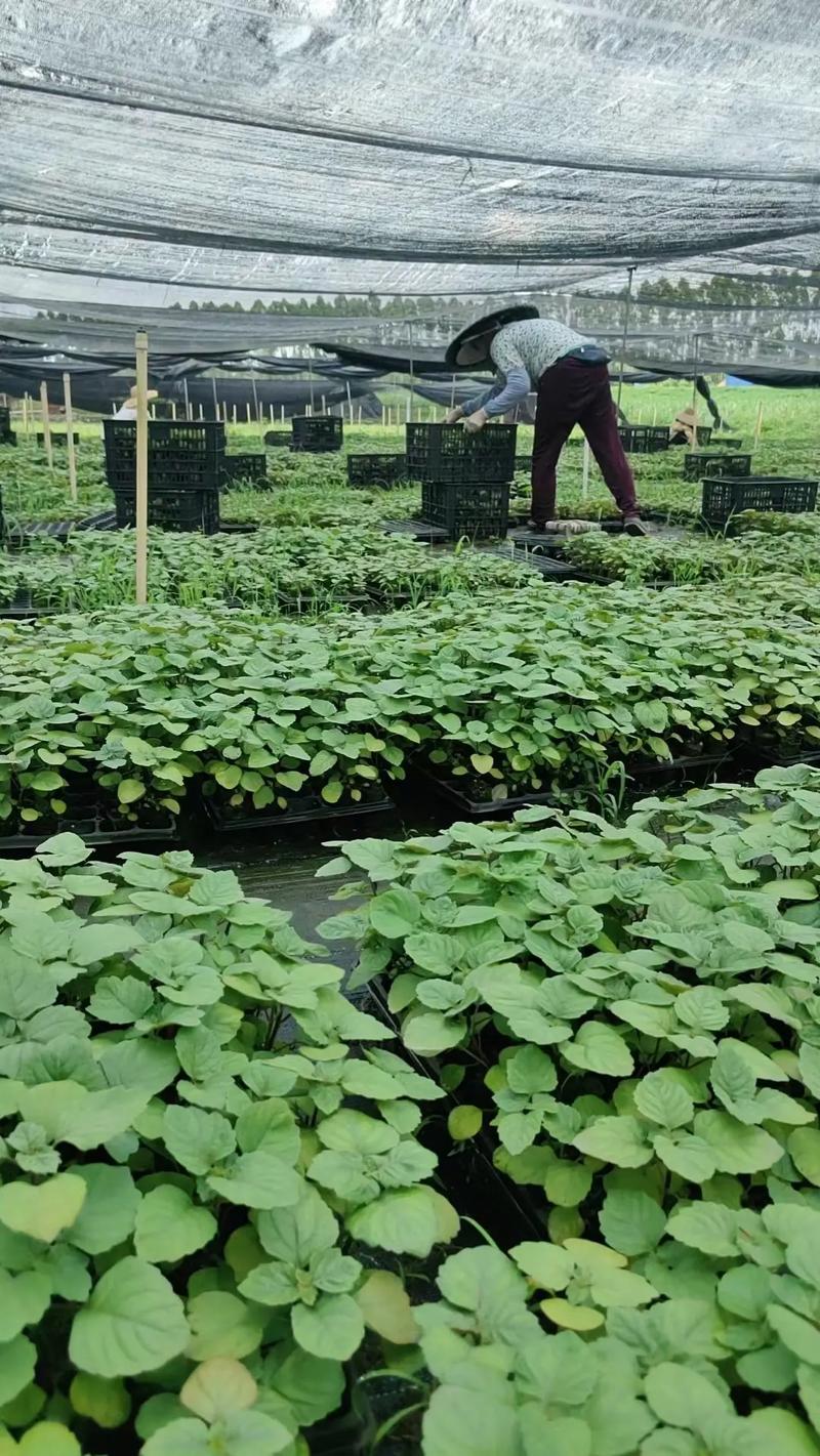 中药材种植新技术有哪些关键要点？-图3