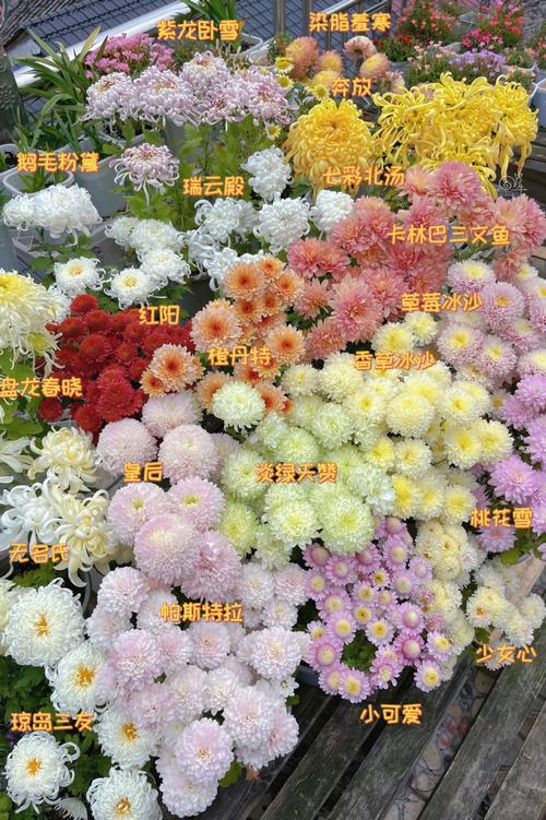 中国菊花品种名称大全有哪些？-图1