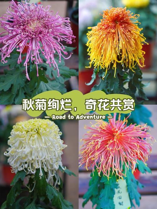 中国菊花品种名称大全有哪些？-图3