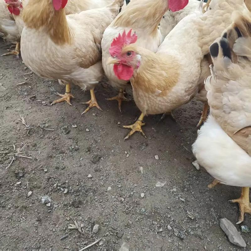 产蛋率最高的土鸡品种-图2