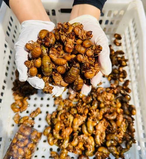 2025野生金蝉价格会涨还是跌？-图1