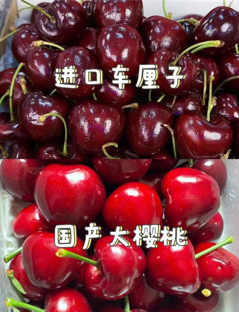 樱桃什么品种最贵？-图1