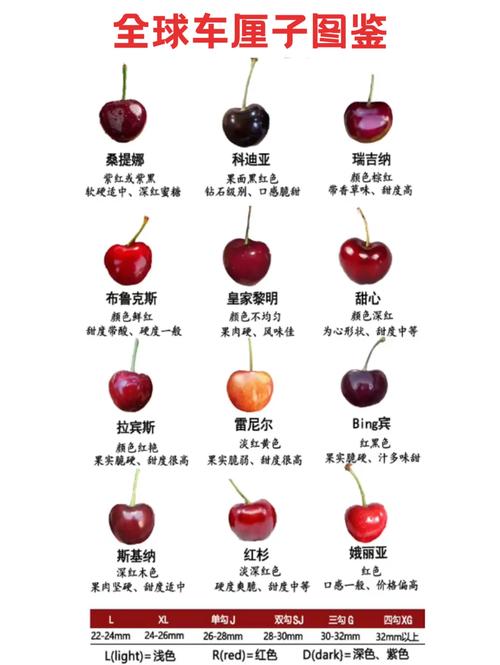 樱桃什么品种最贵？-图2