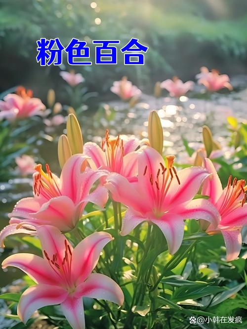 粉色百合有哪些常见品种？-图2