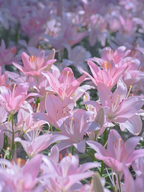 粉色百合有哪些常见品种？-图3