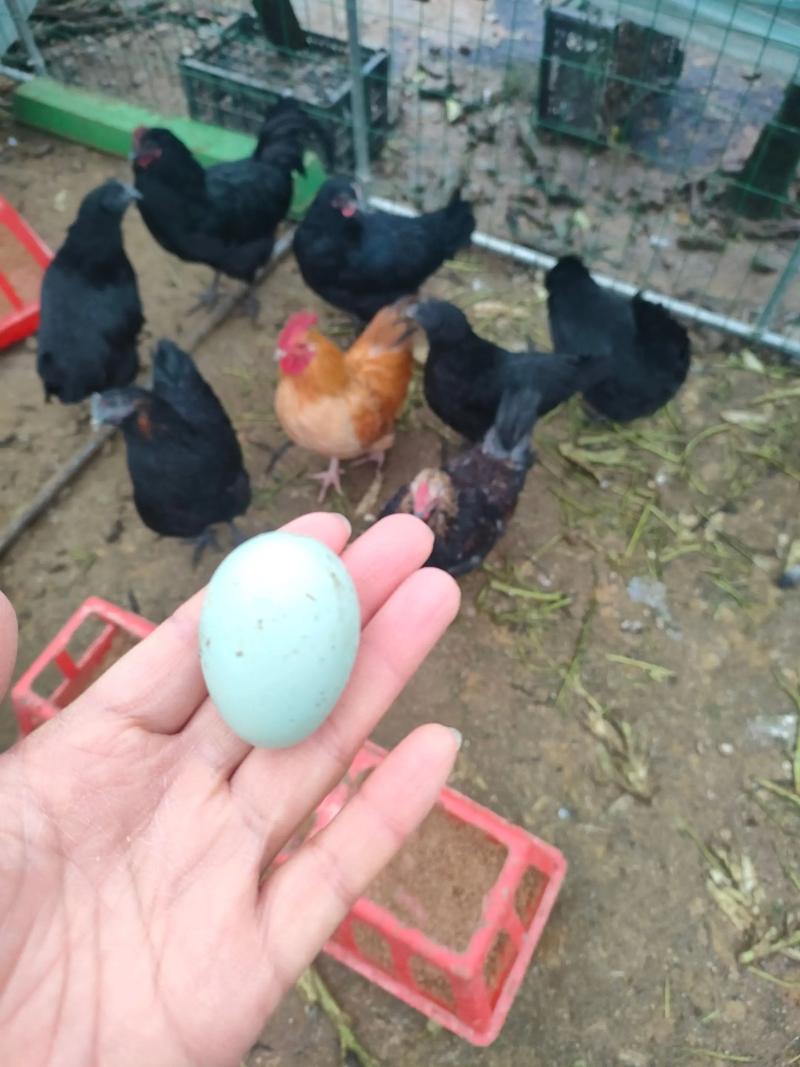 什么鸡品种产蛋量最高？-图2