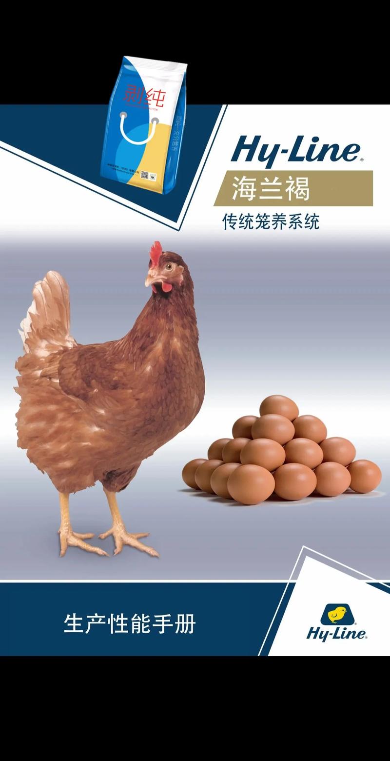 什么鸡品种产蛋量最高？-图3