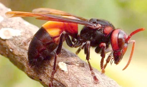 大虎头蜂养殖技术视频怎么学？-图2