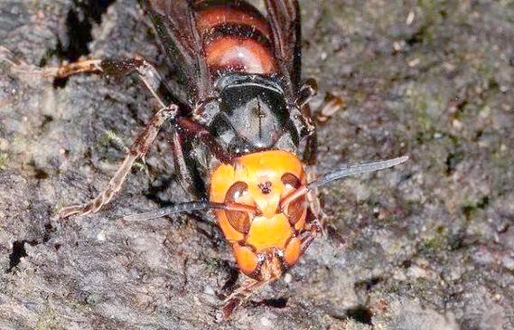 大虎头蜂养殖技术视频怎么学？-图3