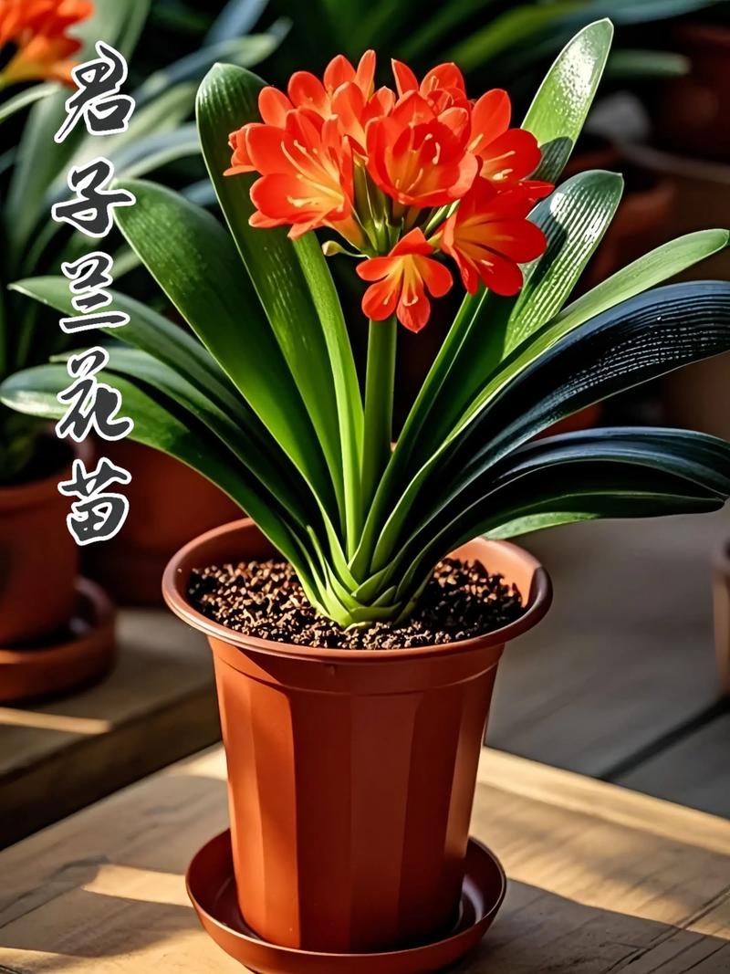 君子兰品种有哪些？图片怎么识别？-图2