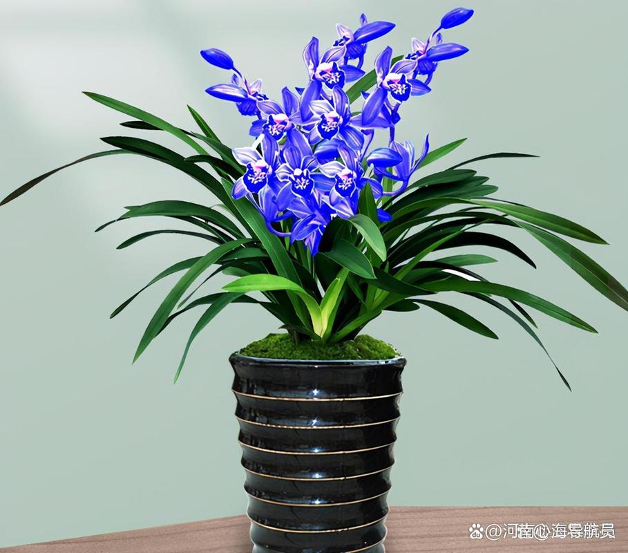 中国最珍贵兰花品种是哪一种？-图1