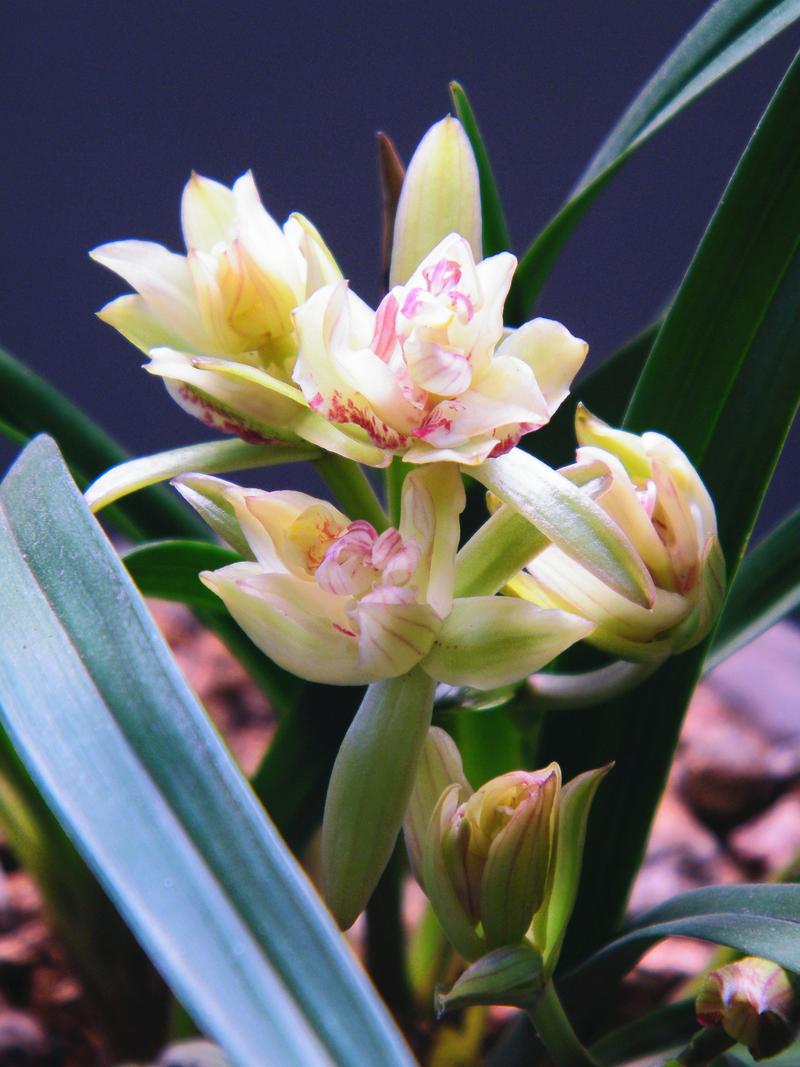 中国最珍贵兰花品种是哪一种？-图3