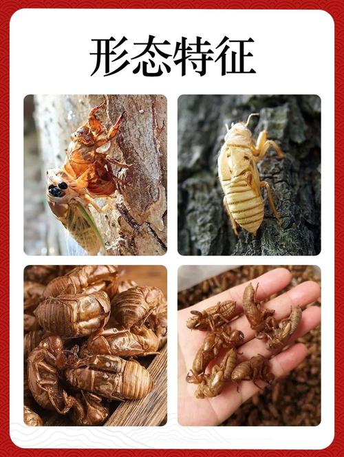 2025年青岛蝉蜕价格会涨还是跌？-图3