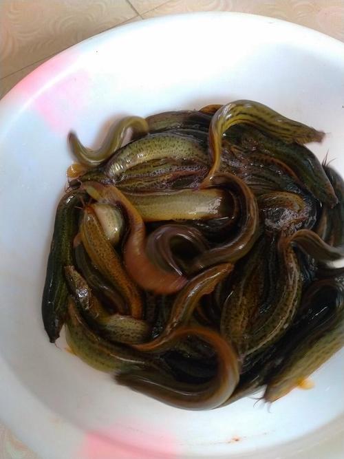 台湾泥鳅2025价格会涨还是跌？-图2