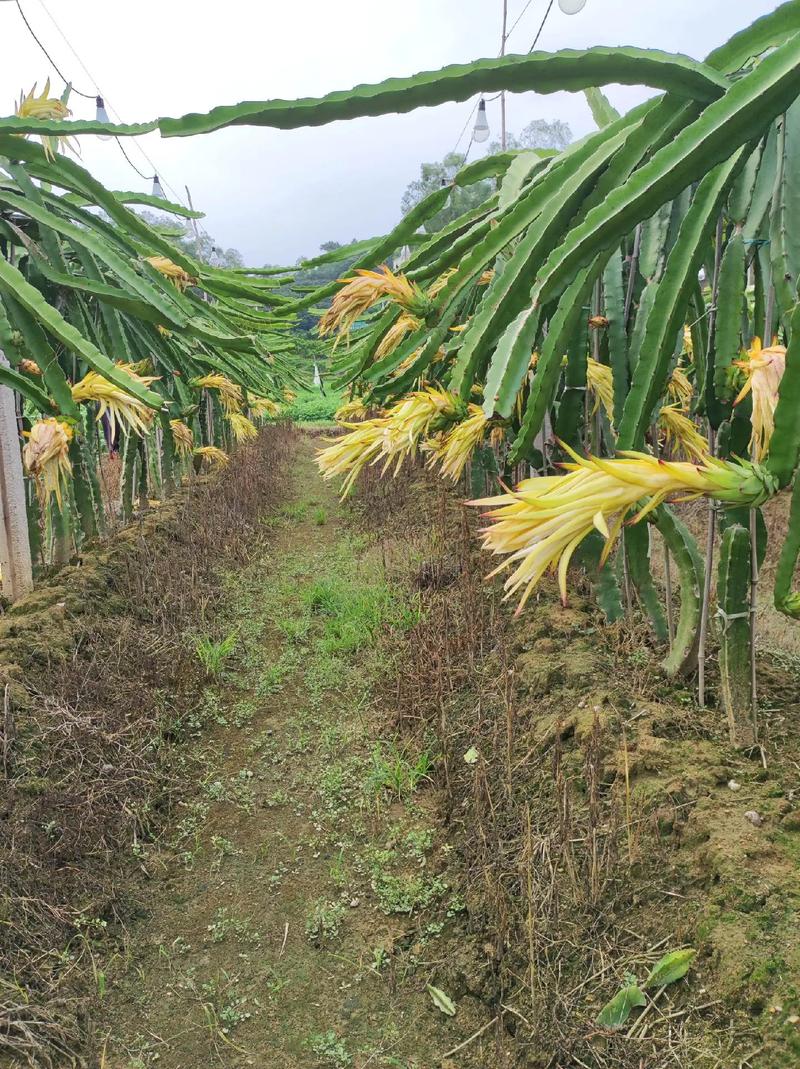 火龙果种植技术视频，关键点有哪些？-图2