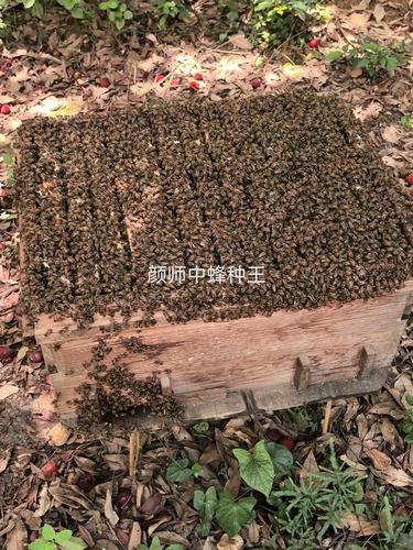 如何快速培育中蜂强群？-图1
