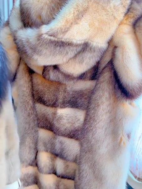 2025水貂最新价格多少钱？-图2