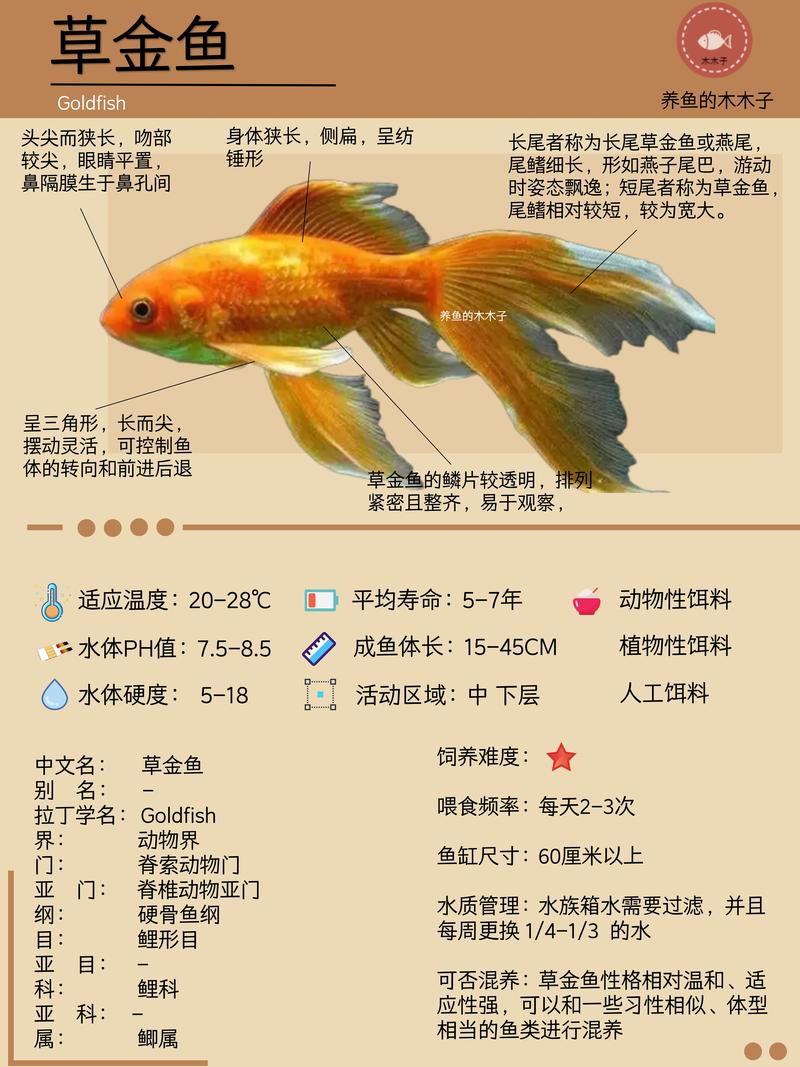 最早出现的金鱼品种是哪个？-图1