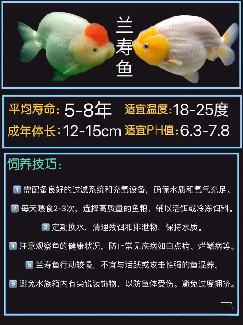 最早出现的金鱼品种是哪个？-图2